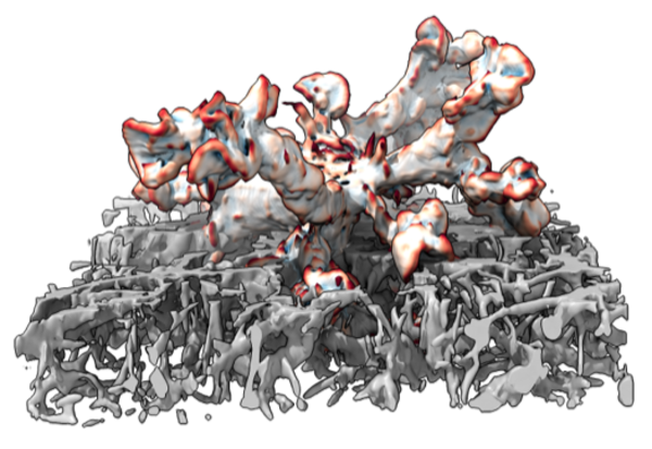 Dendritic cell in a 3D collagen network